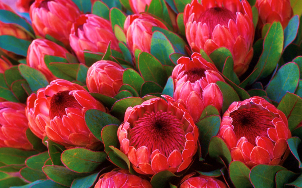 Цветы протеи