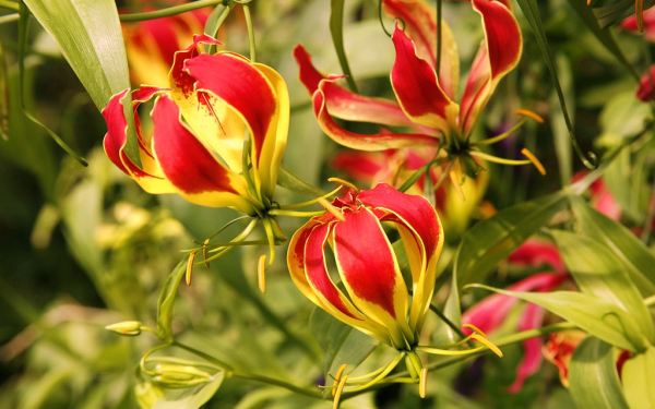 Цветы глориозы