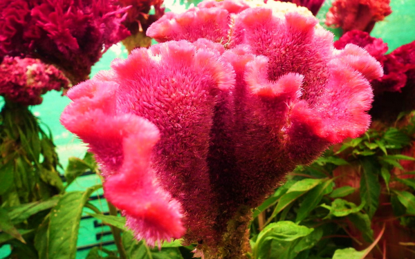 Целозия гребенчатая