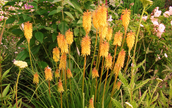 Цветы книфофии