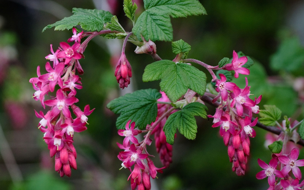 Цветы кроваво красной смородины