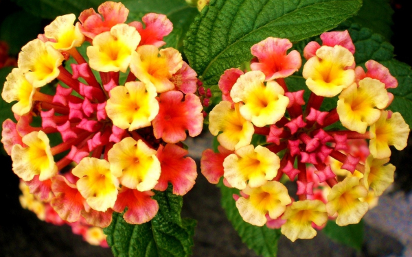 Цветы лантана