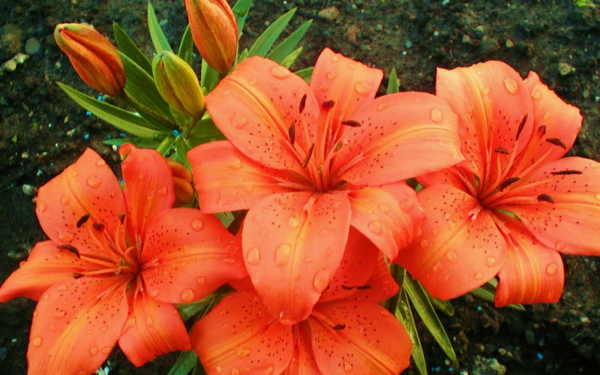 Цветы лилии садовые
