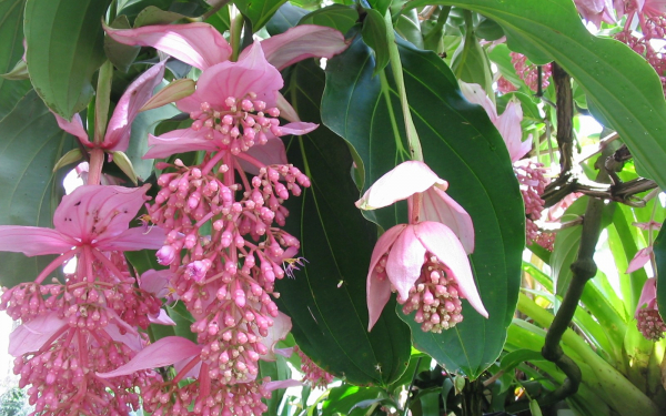 Цветы мединиллы