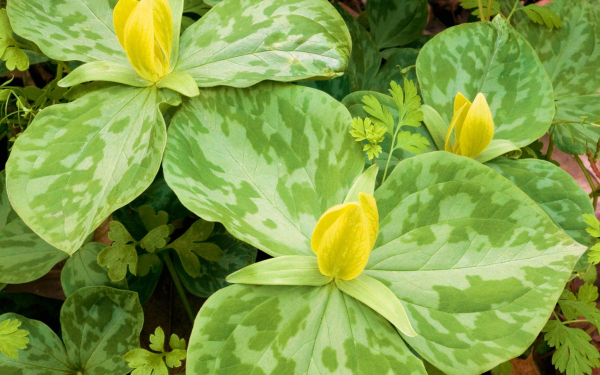 Цветы триллиумы желтые