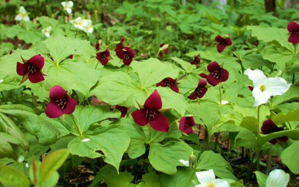 Цветы триллиумы