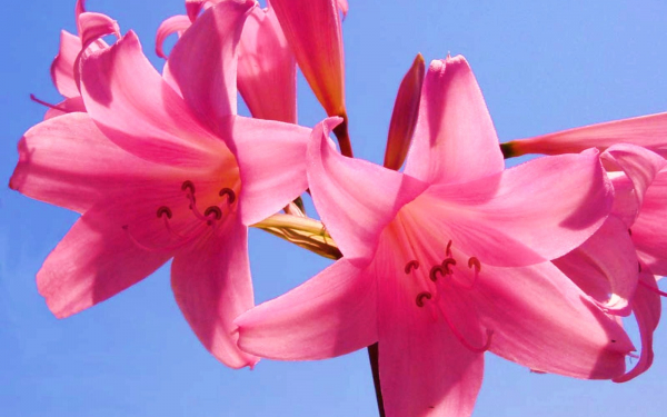 Цветы амариллисы