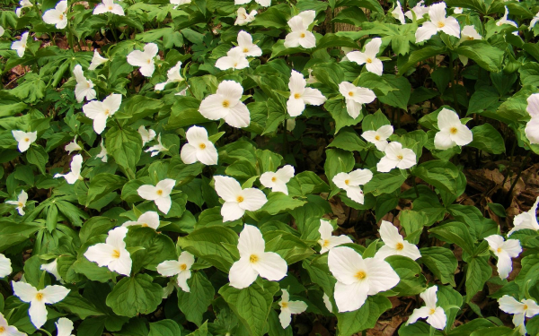 Белые триллиумы