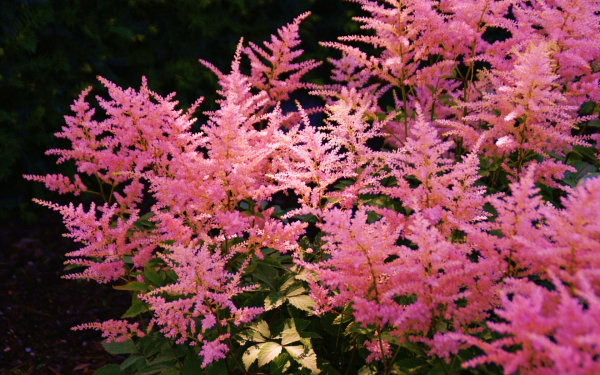 Астильба розовая