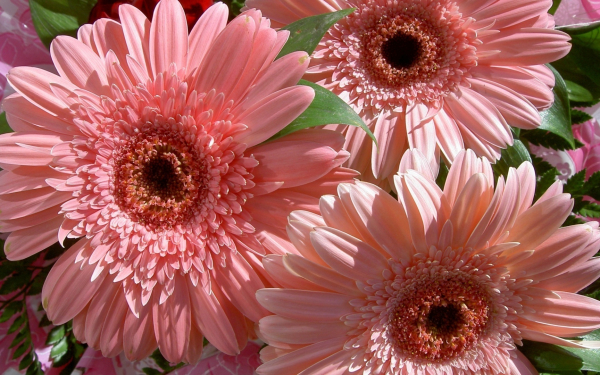 Герберы розовые