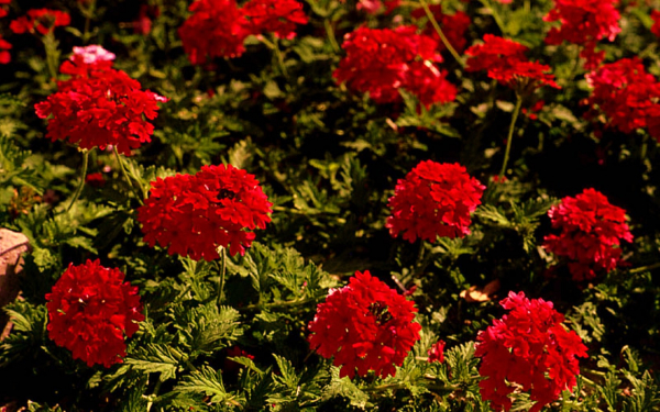 Вербена красная