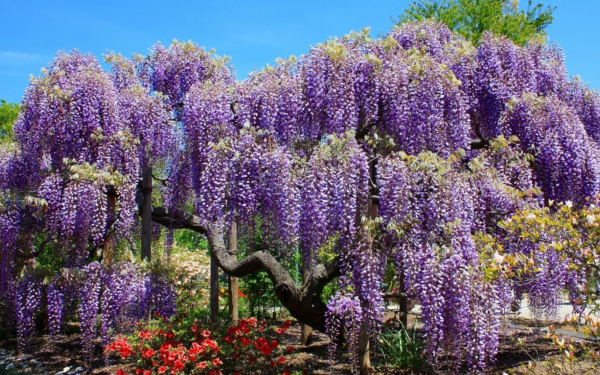 Глициния фиолетовая