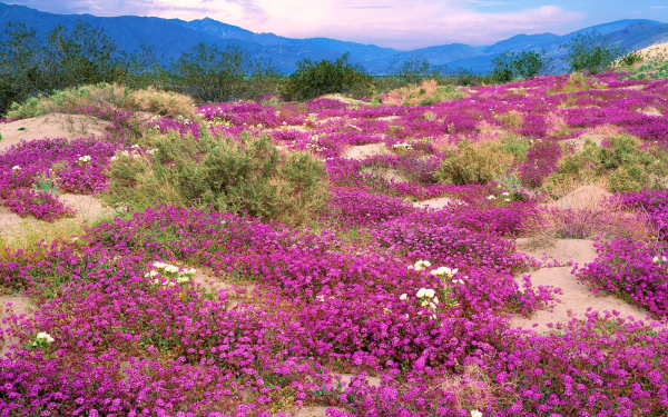 Вербена цветет