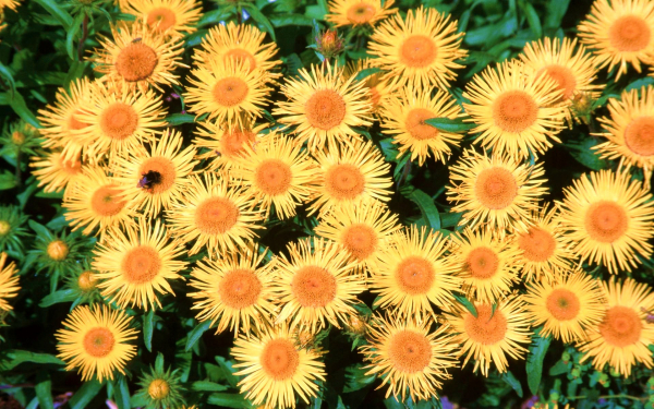 Доротеантус желтый