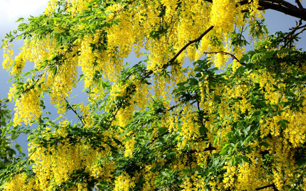 Желтая акация