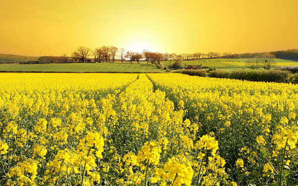 Желтое поле рапса