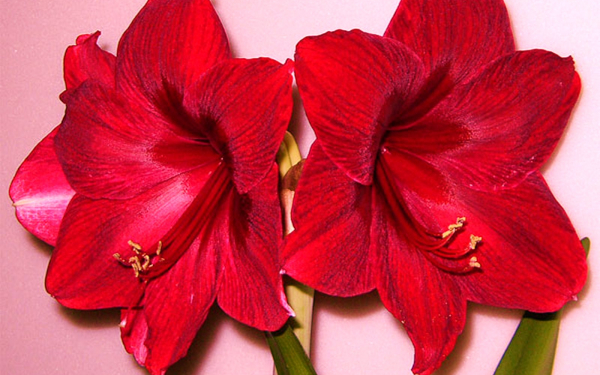 Гиппеаструмы