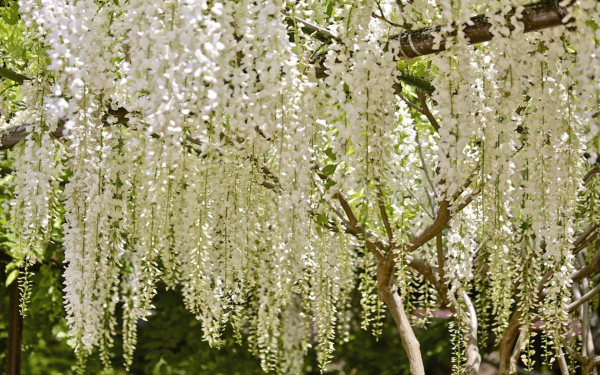 Глициния белая