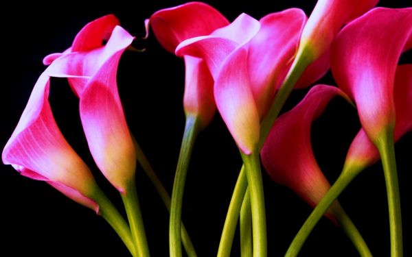 Каллы розовые