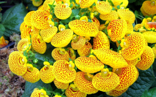 Кальцеолярия пятнистая