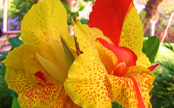 Канны гибридные