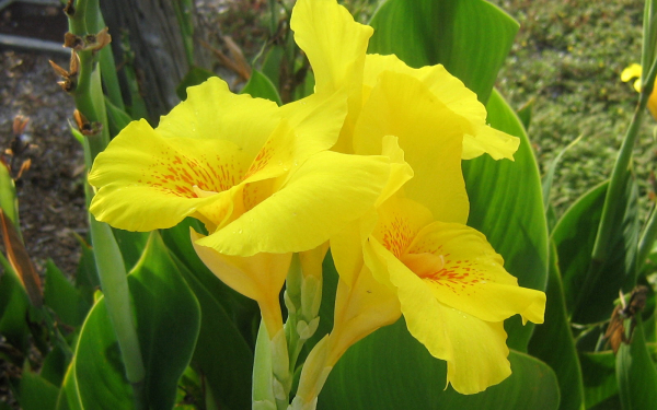 Канны желтые