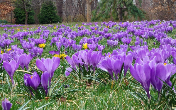 Крокусы на лесной поляне
