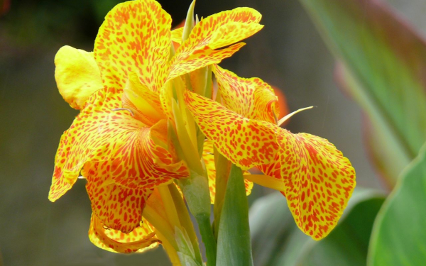 Канны пятнистые