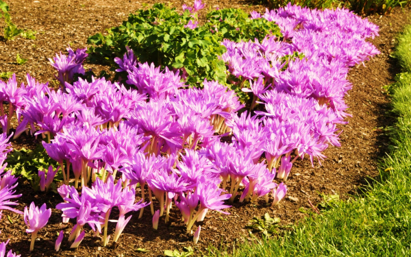 Осенние крокусы