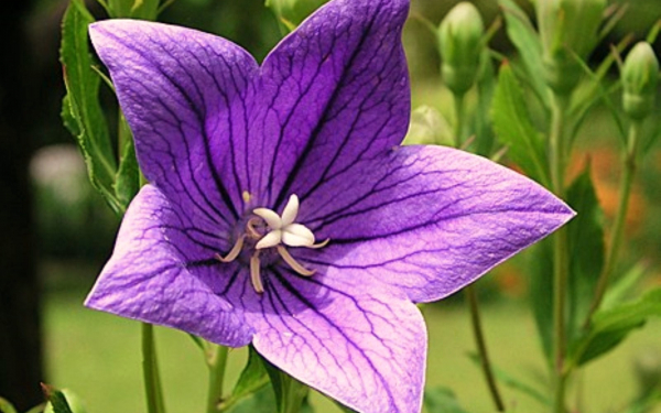 Цветок платикодон