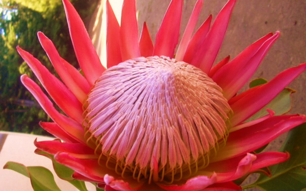 Цветок протея