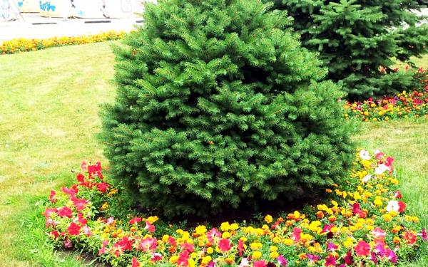 Цветы под елками