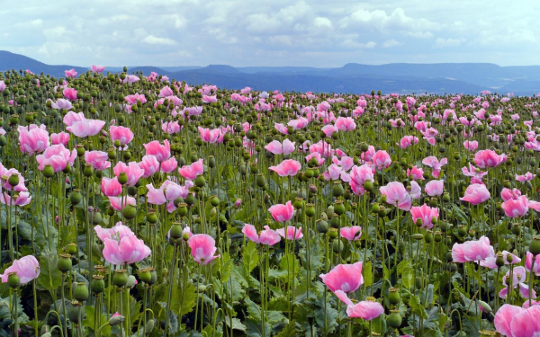 Маки в поле