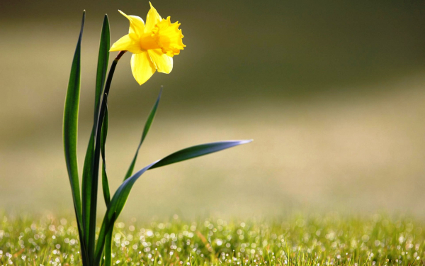 Нарцисс желтый