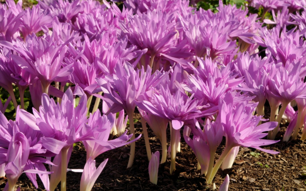 Цветы безвременники