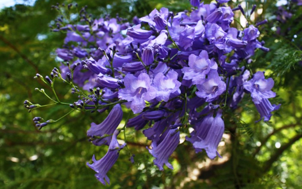 Цветы жакаранды