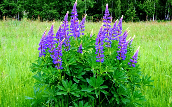 Цветы люпины