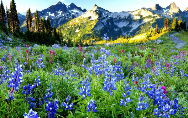 Цветы на горах