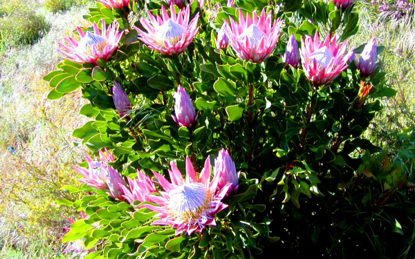 Цветы протеи