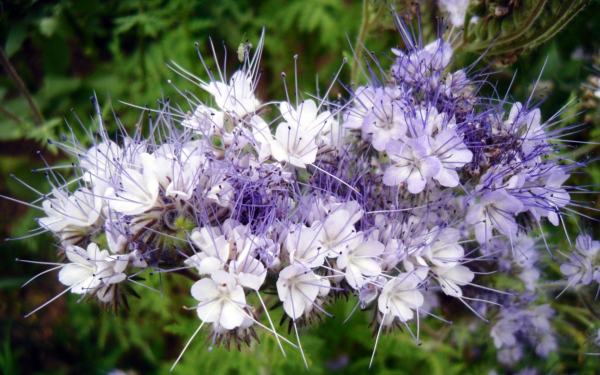 Цветы фацелии