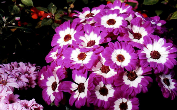 Цветы цинерарии