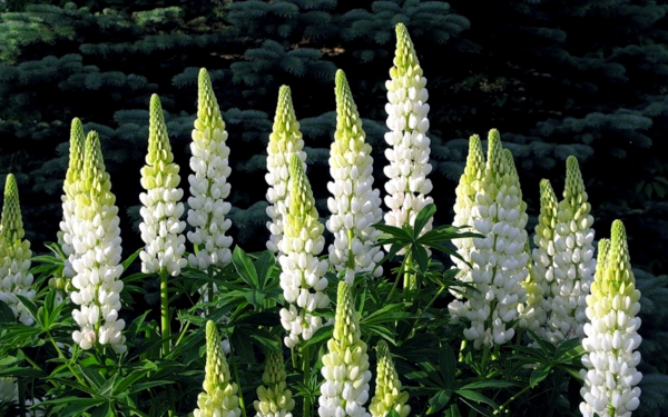 Белые люпины