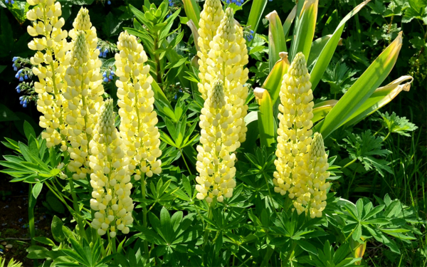 Желтый люпин