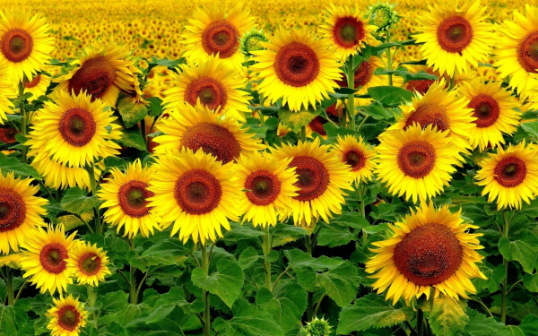 Картинка подсолнухи