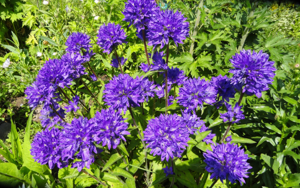 Колокольчики