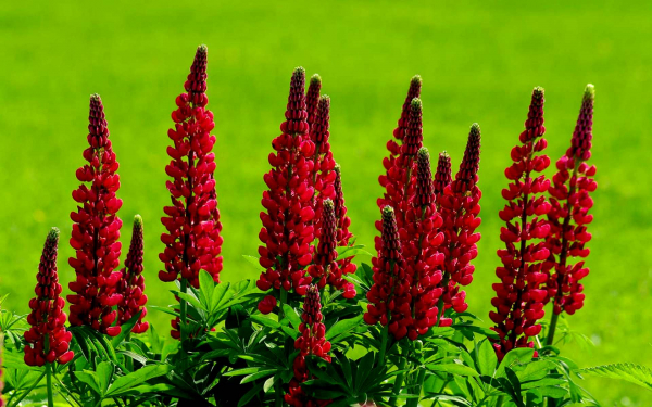 Красный люпин