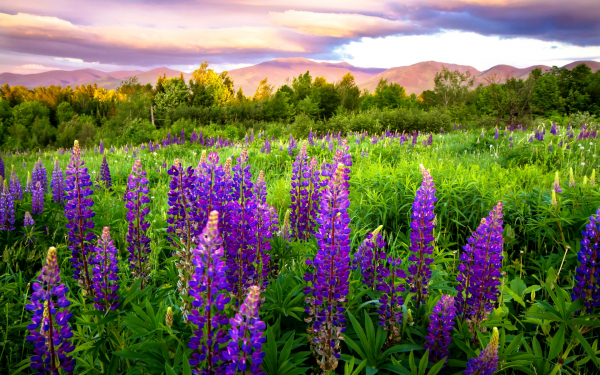 Луговой люпин