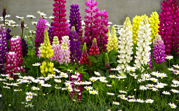 Люпин и ромашки