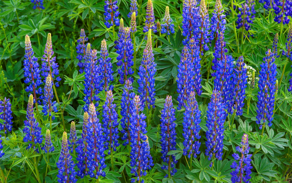 Люпины синие