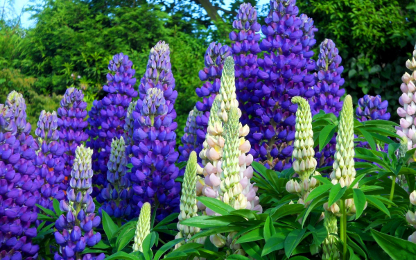 Многолетние люпины